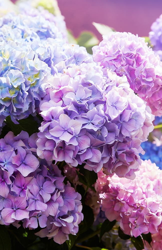 Beautiful pink, purple, and blue hydrangeas