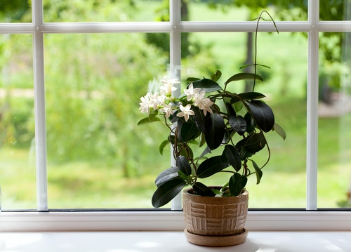 plant on windowsill stephanotis plant on windowsill