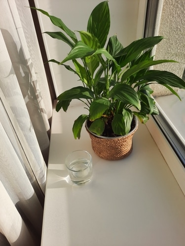 A houseplant and a glass of water sitting on a windowsill