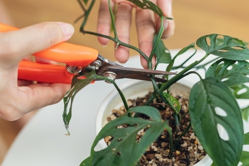 Cutting plant stems using a plant scissors.