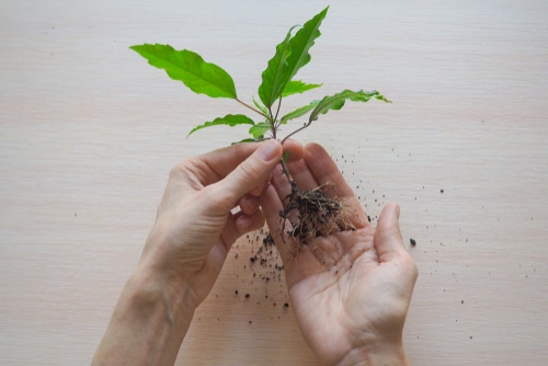plant seedling a mans hand holding plant seedling