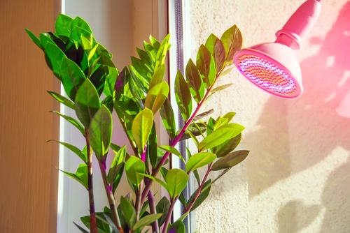 A pink lamp for supplementary light source for plants.