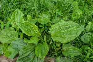 plantago major plant in the field