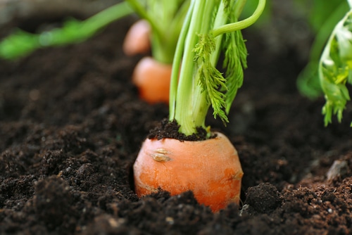 A closeup picture of a carrot planted on the garden soil.