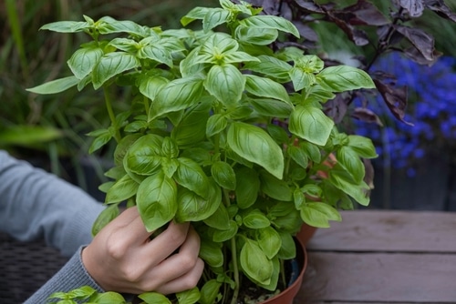 A very healthy and fresh basil plant