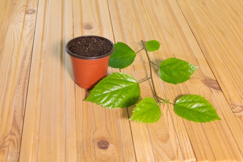 planting hibiscus hibiscus stem cut placed beside the pot