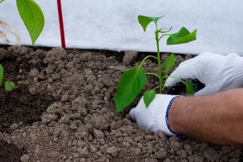A gardener wearing white glove planting on a dry soil