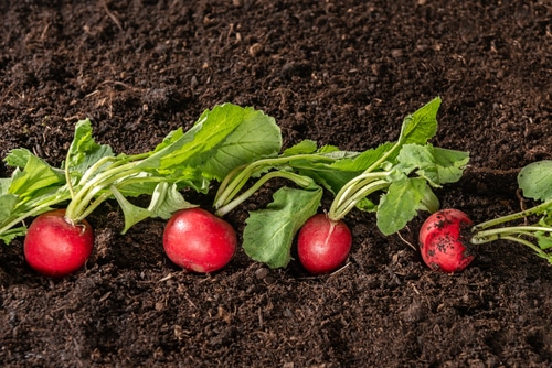 planting an array of red radish