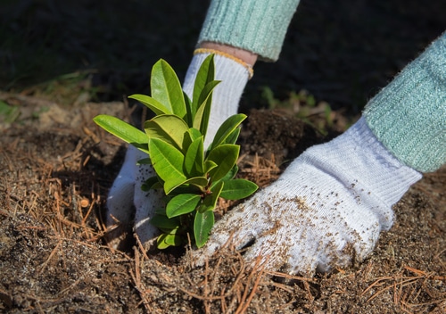 planting with gloves A gardener wearing gloves during tree planting