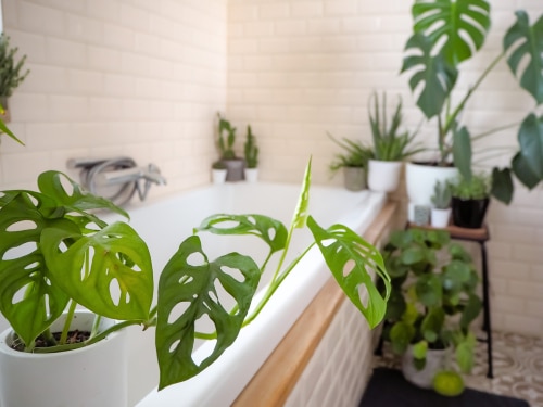 Variety of indoor plants placed inside the bathroom near the window.