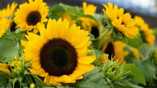 plenty sunflowers plenty sunflowers blooms in garden