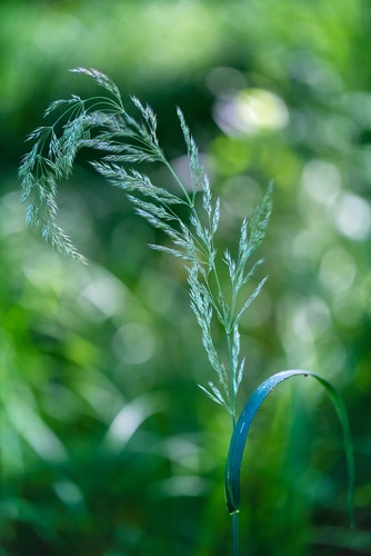 A closeup picture of a pratensis prograss