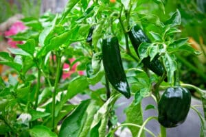 homegrown organic poblano peppers