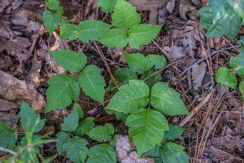 poison ivy growing underneath the trees