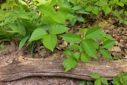 growing poison ivy in the forest