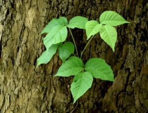 poison ivy can cause contact irritation when it touches the skin