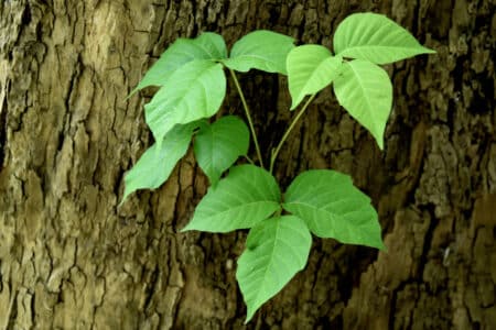poison ivy can cause contact irritation when it touches the skin