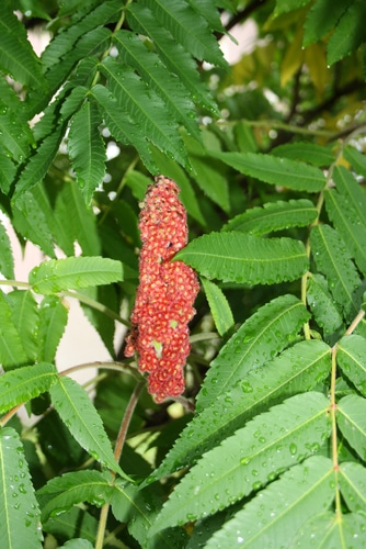 red poison sumac growing in large tree