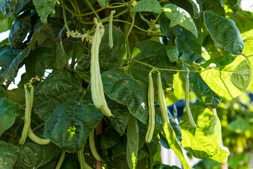 pole beans in the vegetable garden