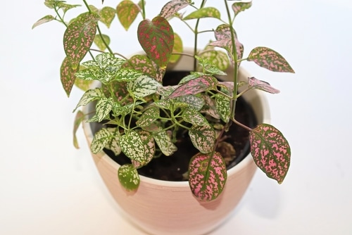 growing polka dot plant in a small pot