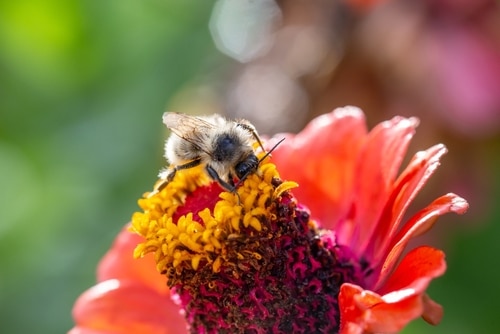 a bumblebee pollinating on a zinnia flower