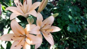 Beautiful and popular lily coltuviar