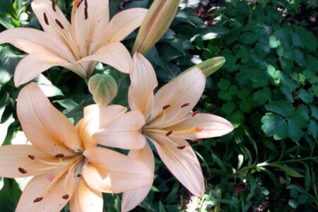 Beautiful and popular lily coltuviar