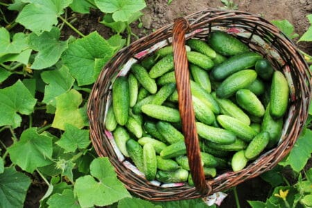 A basket full of popular harvested cucumbers