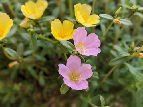 pink and yellow portulaca flowers