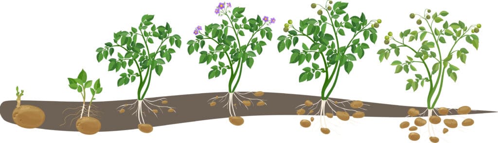Fertilizer application with respect to stages of potato growth.