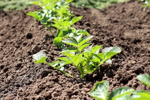 potato plant a row of potato plant planted on the home gardenpot