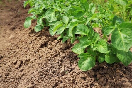 group of potato plant growing in the farm
