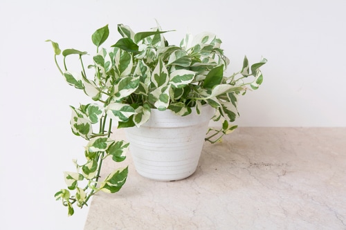 young pothos plant in a simple white pot