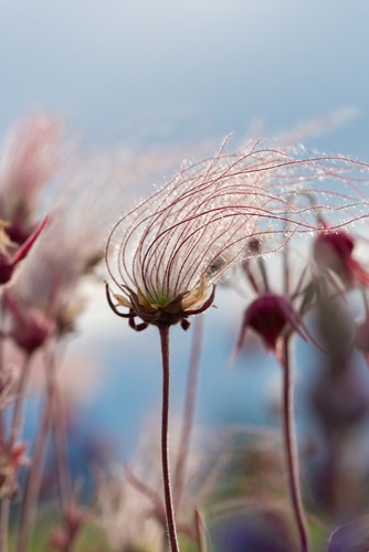 prairie smoke beautiful pink prairie smoke flower