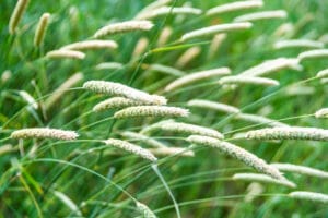 pratensis grass with white flowers