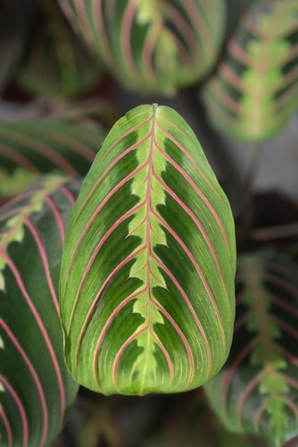 Beautiful red striped of a Prayer plant