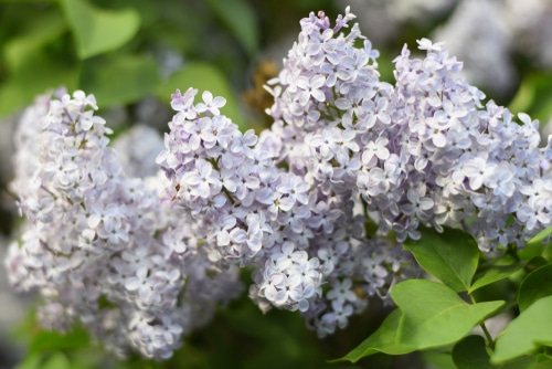 pretty and blooming lilac