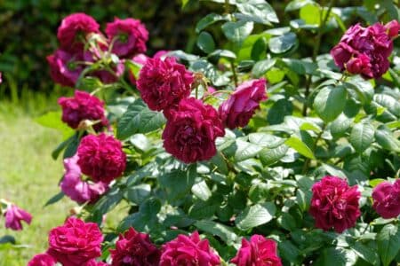 7 Rose Bush Companion Plants