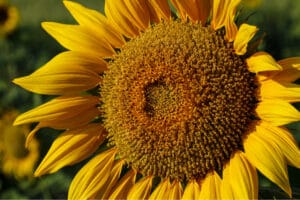 A very pretty sunflower closeup