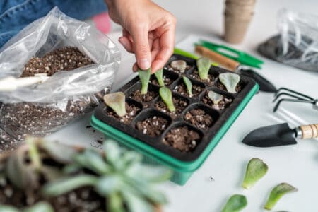 5 Steps to Propagate Succulents