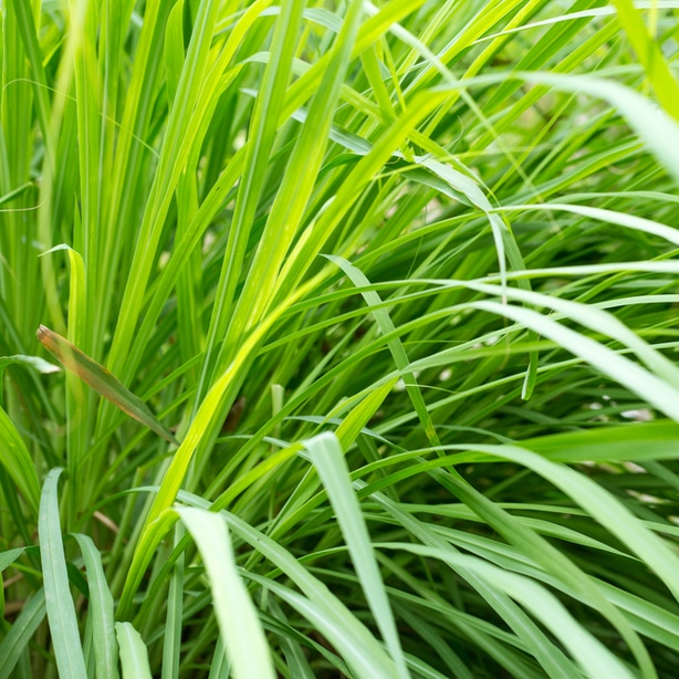 Proper care of lemongrass is not difficult with a care guide.