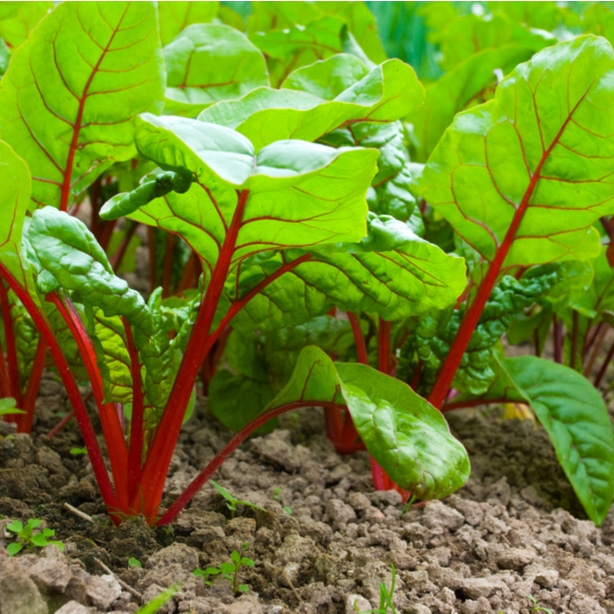 Proper growth Beets with proper growth growing from the ground.