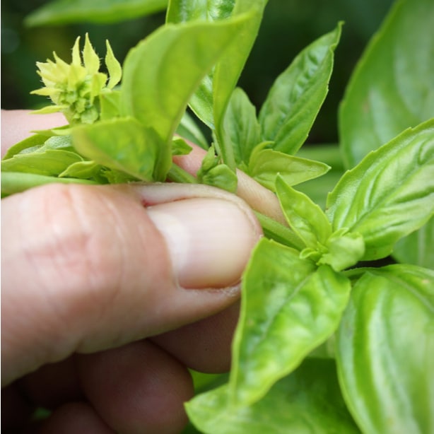 A person is seen pruning a basil plant from a flowering bud.