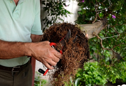 A man pruning bonsai roots using gardening scissors