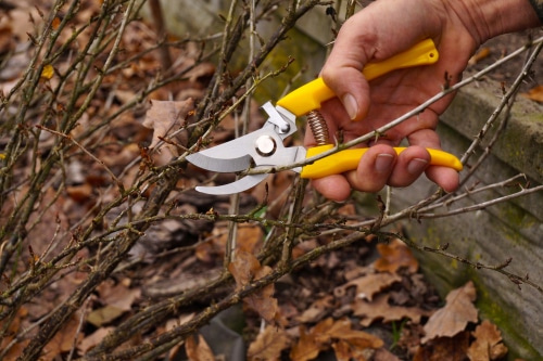 pruning dried branches a man pruning dried old branches