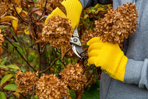 A person with yellow gloves pruning the dried leaves and flowers