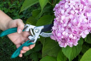 A man holding a plant cutter, pruning flowers