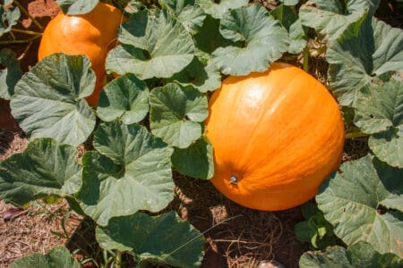 Pumpkins growing robustly in a garden