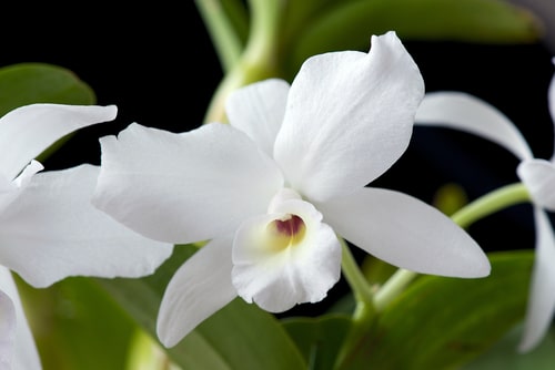 Very fresh and blooming pure white orchid flower