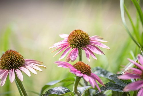 purple coneflowers full bloom purple coneflowers